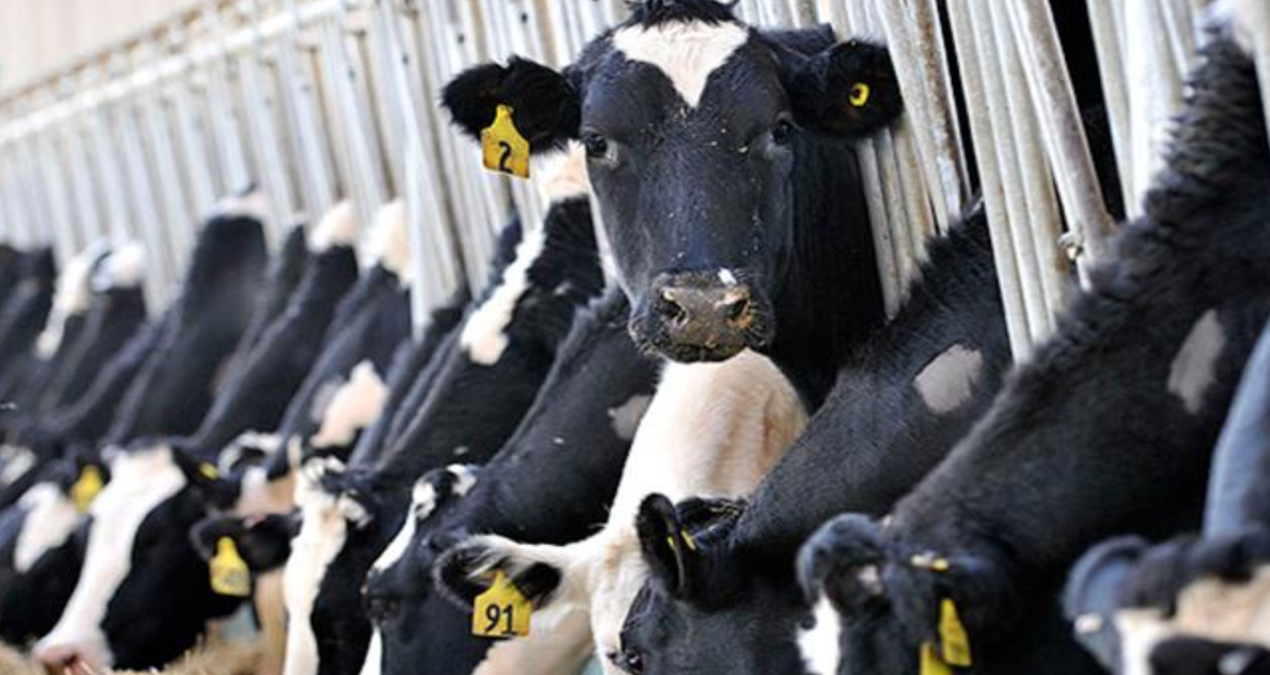 hayvancilikla ilgili destekleme miktarlarinda artisa gidildi YKLM6XF1