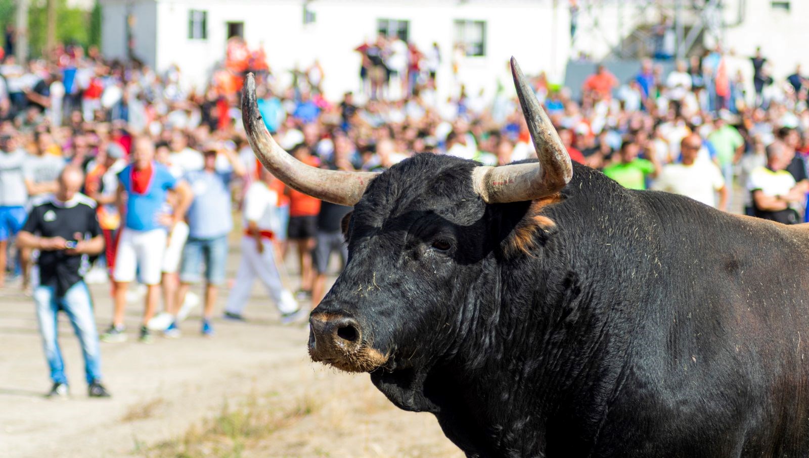 İspanya’da kızgın boğa park halindeki aracı parçaldı