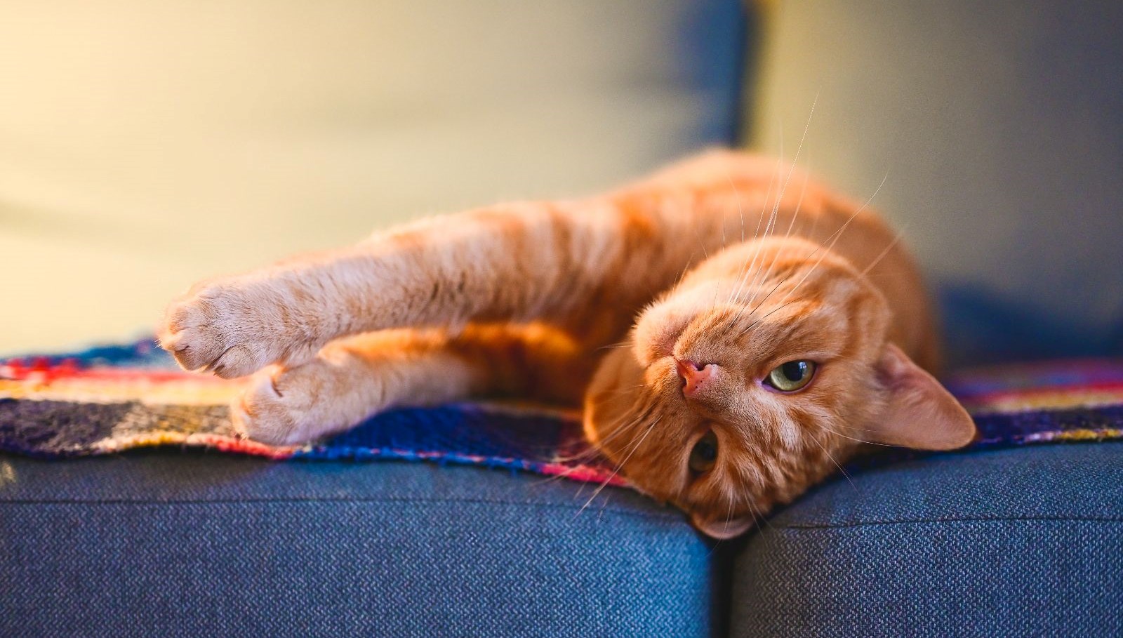 turuncu kediler neden cogunlukla erkek WHlqVPzd.jpg