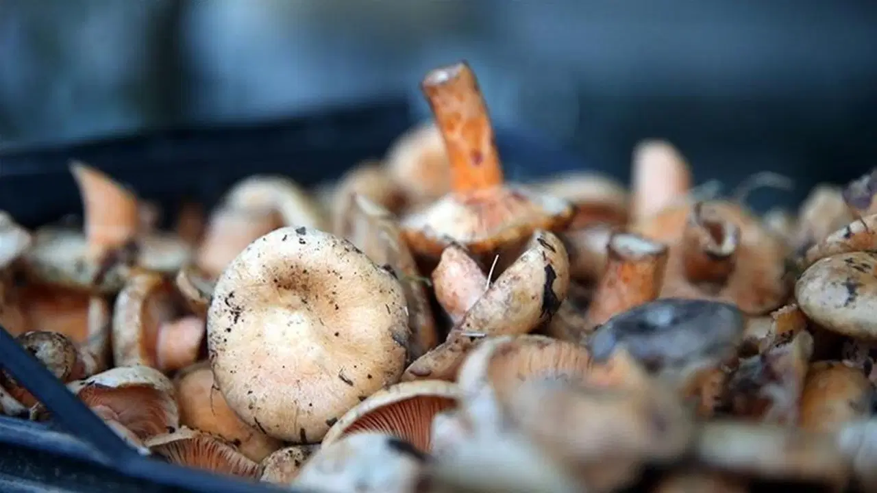 Bursa’da 7 kişi ormandan topladıkları ‘mantarlardan’ zehirlendi