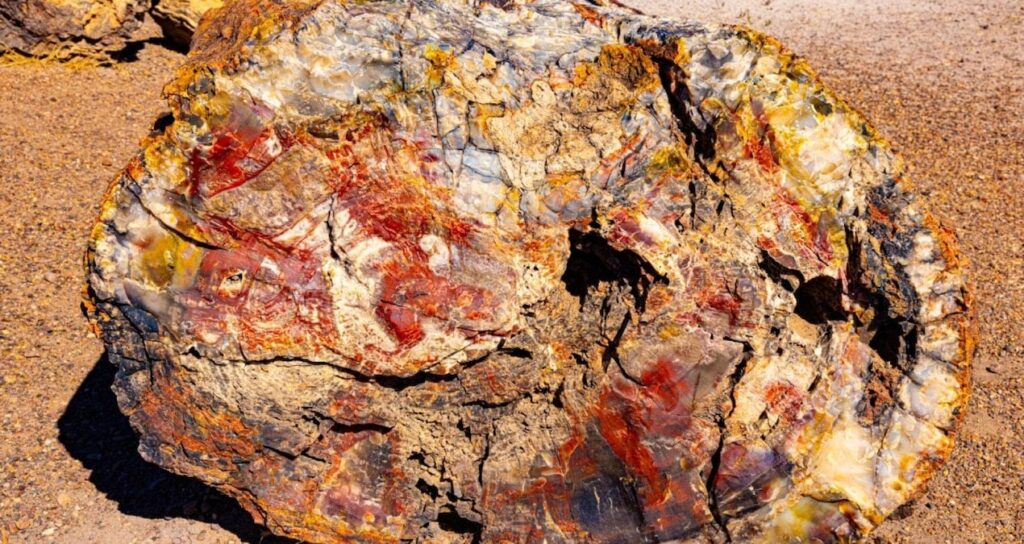 dev-agaclar-resmen-tasa-donustu-tas-ormani-gorenler-hayrete-dusuyor-LpacLImd