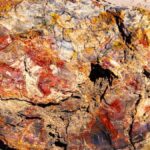 Taşlaşmış Dev Ağaçlar: Arizona’daki Gizemli Doğa Harikası