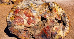 dev-agaclar-resmen-tasa-donustu-tas-ormani-gorenler-hayrete-dusuyor-LpacLImd