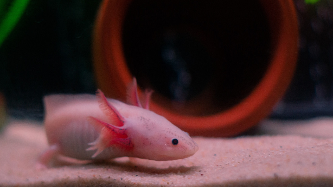 İnsan Vücudundaki Yenilenme Gizemi: Oksijen Düzeyi Uzuv Yenileme Yeteneğini Engelliyor Mu?