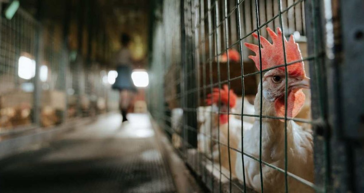 Tavuklardan bulaşıyor: Herkes bulaşan hastalık riski artıyor Haber gorseli